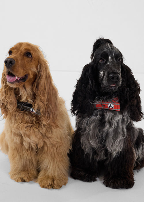 Dog collar Army Pancho - JOTT UK - 3