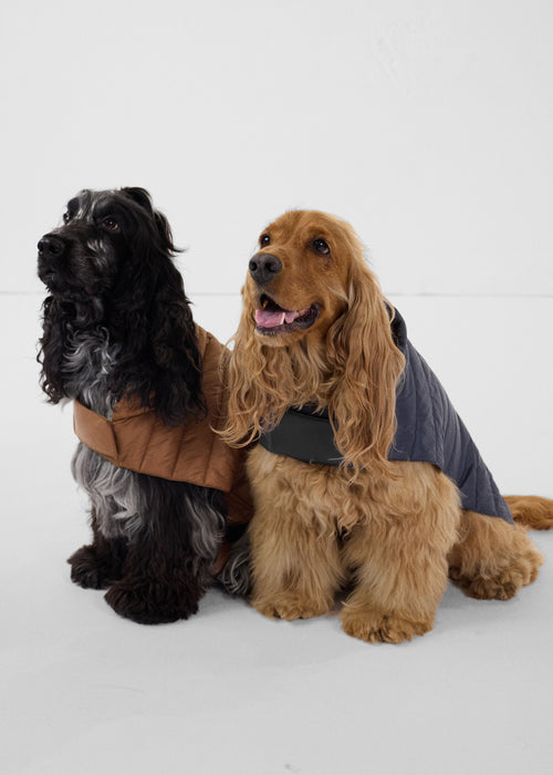 Coat for dogs Bluestone Cutie - JOTT UK - 3