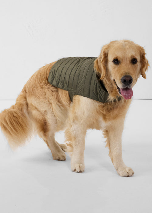 Coat for dogs Army Cutie - JOTT UK - 4