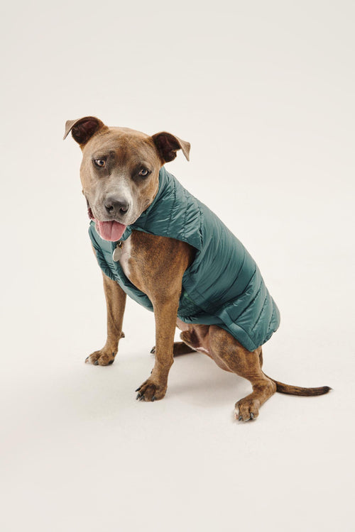 Dark Green Dogs down jacket Woop